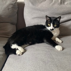 避妊済み 雌猫 2歳