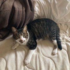 去勢済み 雄猫 4歳