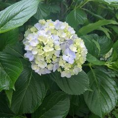 紫陽花の剪定枝