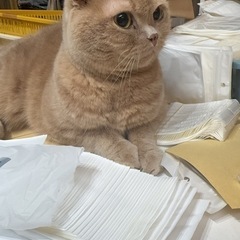 折り耳猫