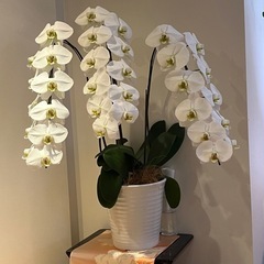 胡蝶蘭の苗(7ポット)