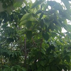 ハナミズキ剪定枝