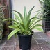 ランキングキーワードに紐づく投稿画像-多肉植物