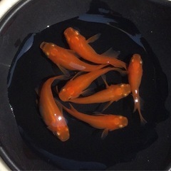 ⭐️紅帝ダルマ⭐️3ペア　産卵中！