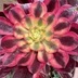ランキングキーワードに紐づく投稿画像-多肉植物