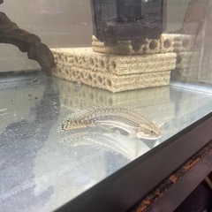 ポリプテルスビキールラプラディの画像