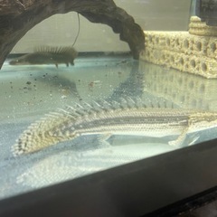 ポリプテルスビキールラプラディ