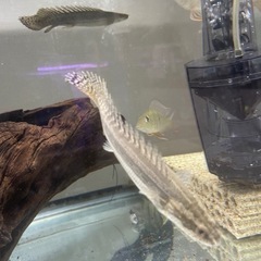 ポリプテルスビキールラプラディの画像
