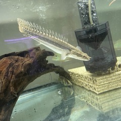 ポリプテルスビキールラプラディの画像