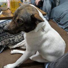 4歳　メス　雑種