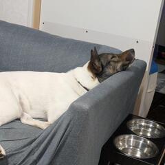 4歳　メス　雑種 - 犬