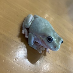 イエアメガエル　ブルーアイ1匹の画像