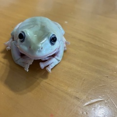 イエアメガエル　ブルーアイ1匹の画像
