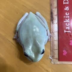 イエアメガエル　ブルーアイ1匹の画像