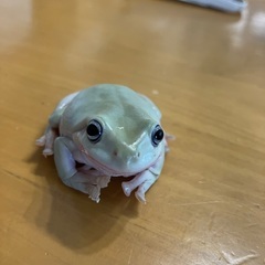 イエアメガエル　ブルーアイ1匹