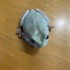イエアメガエル　ブルーアイ1匹の画像