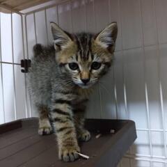 ミントくん