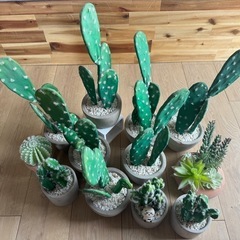 サボテン🌵オブジェいっぱい