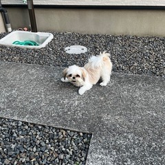 お散歩代行、ペットシッター