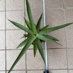 アガベ　クリソグロッサ
の画像