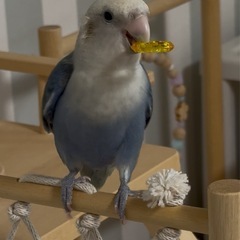 オカメインコ一羽　小桜インコ1羽