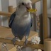 ランキングキーワードに紐づく投稿画像-インコ