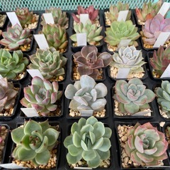 元気な多肉植物苗　❷の画像