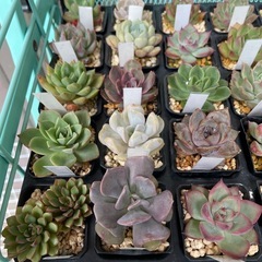 元気な多肉植物苗　❷