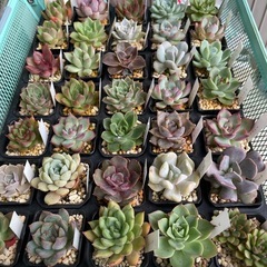 元気な多肉植物苗　❷の画像