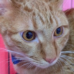 6月15日（日）小郡市力武（山下酒店）譲渡会で待ってます🐾動画付き🐾