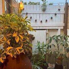 観葉植物・リフォーム・デザイン