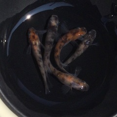 ⭐️あけぼの⭐️ 5匹