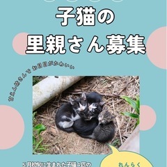 （急募）子猫４匹の里親募集！