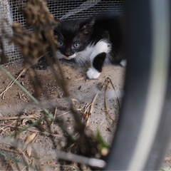 （急募）子猫４匹の里親募集！ − 大分県
