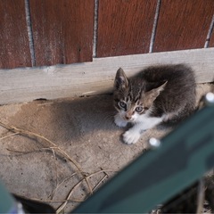 （急募）子猫４匹の里親募集！ - 里親募集