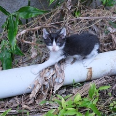 （急募）子猫４匹の里親募集！ - 竹田市