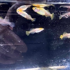 G画像のメダカ１０００円ですの画像