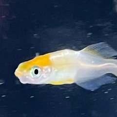 G画像のメダカ１０００円ですの画像