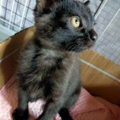 ❋２ヶ月半の黒猫ちゃん❋お話中です✨ − 三重県