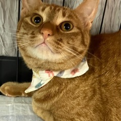 譲渡会で待っています🐾動画付き🐾 - 小郡市