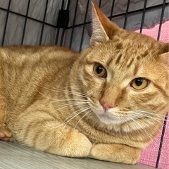 譲渡会で待っています🐾動画付き🐾