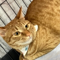 6月15日（日）譲渡会で待っています🐾