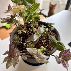 🪴トラディスカンティア🪴寄せ植え