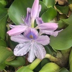水草 ホテイアオイ②