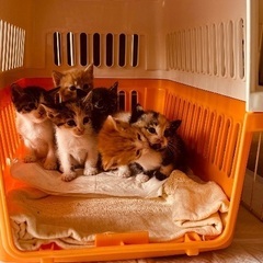 子猫の飼い主募集