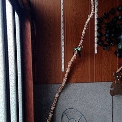 長くなったユッカ　観葉植物