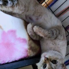尻尾と足先のシマシマが可愛い人懐こい女の子2歳