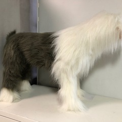 天)アニマルスツール シープドッグ 犬の画像