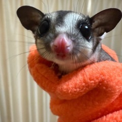 フクロモモンガ　ノーマル　男の子