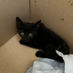 1ヶ月前後 黒 猫
